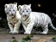 tigers Online photo