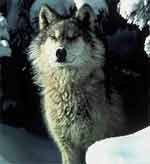 snow wolf Online photo