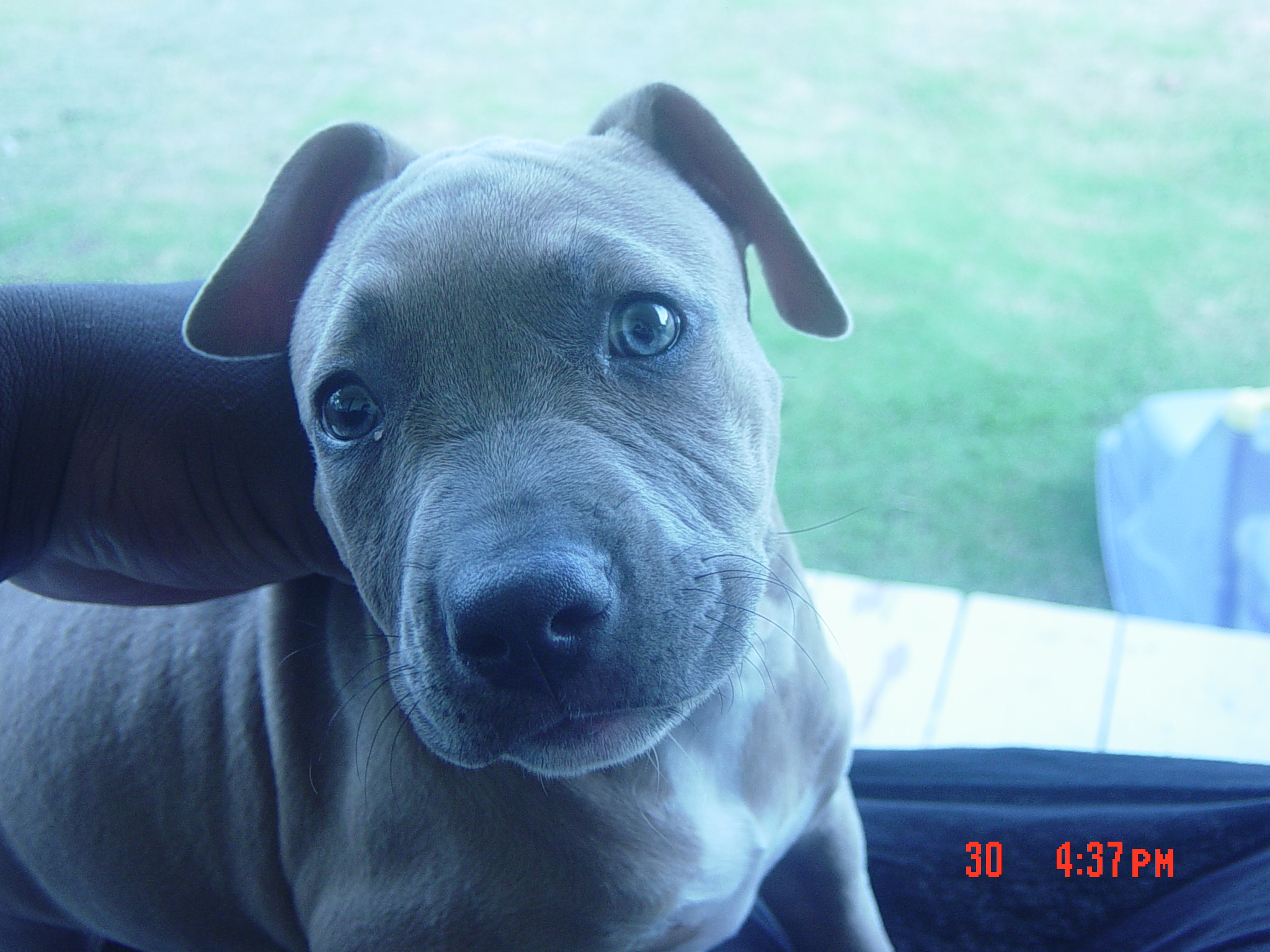 MY DOG COCO (R.I.P) Online photo